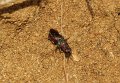 28 Hedychrum rutilans f Stalberg De Hamert_resize